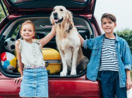 Een gids om te reizen met je huisdier reizen met huisdier