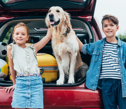 Een gids om te reizen met je huisdier reizen met huisdier
