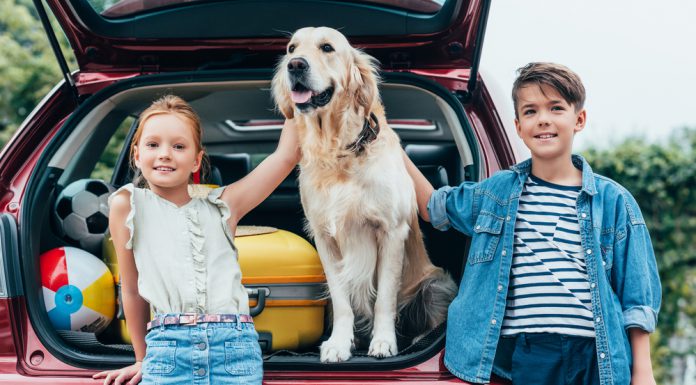 Een gids om te reizen met je huisdier reizen met huisdier