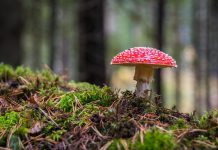 Schimmels die dodelijk zijn paddenstoel in bos