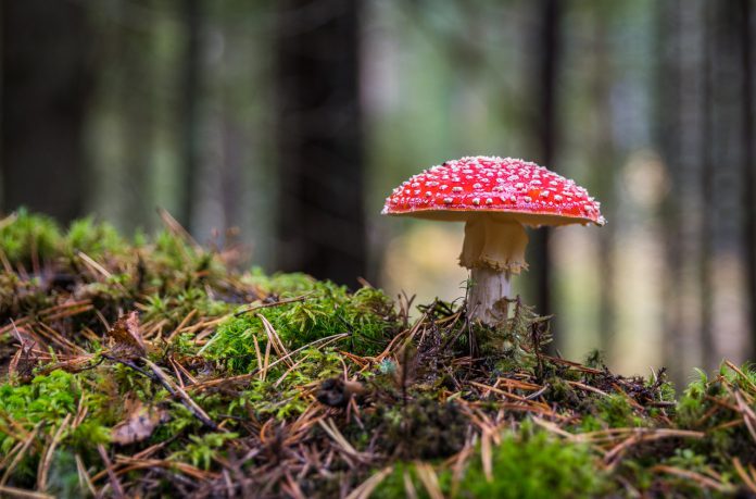 paddenstoel in bos