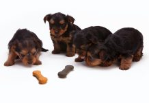 Waarop letten bij het kopen van hondensnacks: 5 Tips  honden met een snack