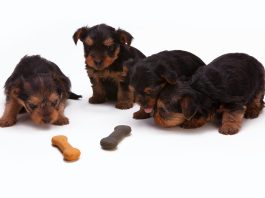 honden met een snack