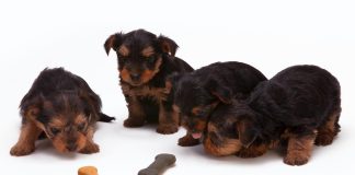 Waarop letten bij het kopen van hondensnacks: 5 Tips honden met een snack