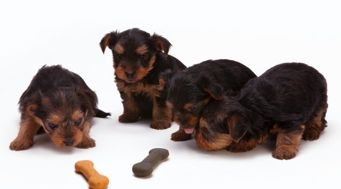 Waarop letten bij het kopen van hondensnacks: 5 Tips honden met een snack